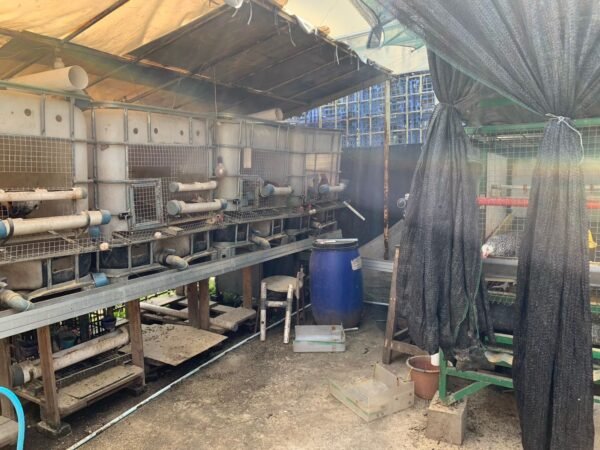 Kandang Ayam Petelur Otomatis 252 (5)